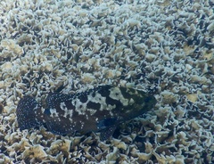 Epinephelus polyphekadion
