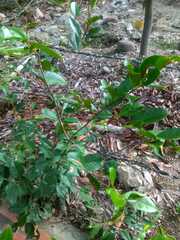 Magnolia figo