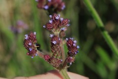 Verbena bonariensis