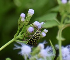 Placosternus difficilis