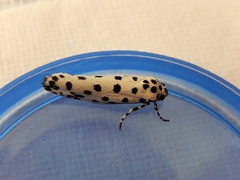Ethmia clytodoxa