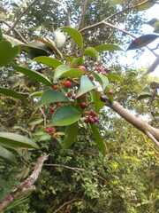 Ardisia cornudentata