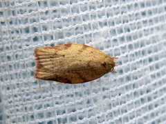 Euchaetis inceptella