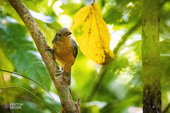 Colluricincla boweri