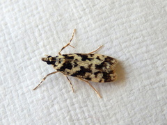 Eudonia aphrodes