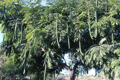 Cassia leptophylla