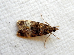 Eudonia protorthra