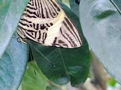 Papilionoidea