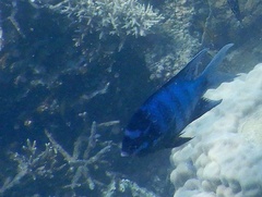 Abudefduf whitleyi