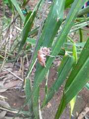 Chremistica ochracea