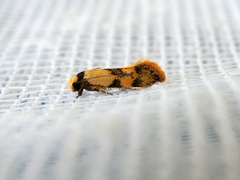 Euphiltra celeteria