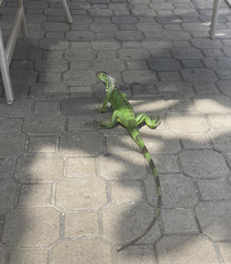 Iguana