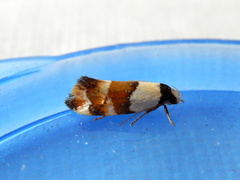 Euphiltra eroticella