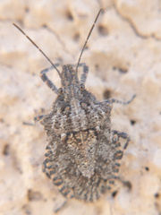 Brochymena