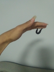 Whitmania pigra
