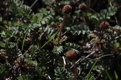 Acaena magellanica