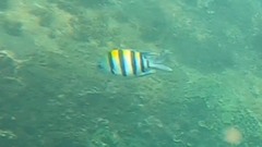 Abudefduf vaigiensis