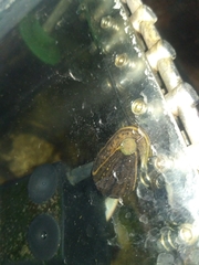 Whitmania pigra
