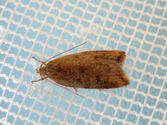 Garrha atoecha