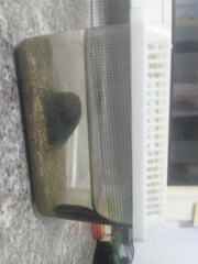Whitmania pigra