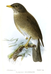 Lawrence's Thrush photo 2