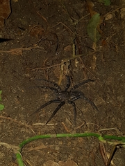 Ancylometes bogotensis