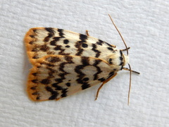 Hectobrocha pentacyma