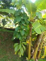 Ficus hispida