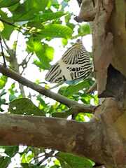 Papilionoidea