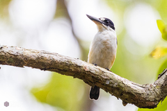 Todiramphus macleayii