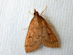 Herpetogramma licarsisalis