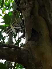 Papilionoidea