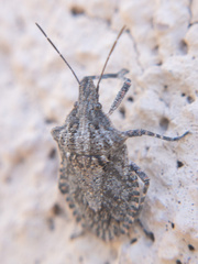 Brochymena