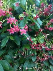 Combretum