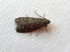Heteromicta pachytera