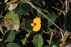 Podolobium scandens