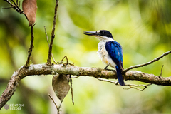 Todiramphus macleayii