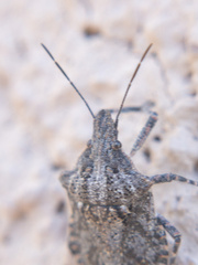Brochymena