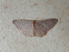 Idaea costaria
