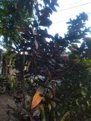 Graptophyllum pictum