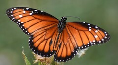 Danaus eresimus