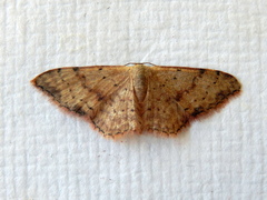Idaea halmaea
