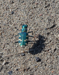 Cicindela coerulea nitida