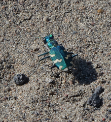 Cicindela coerulea nitida