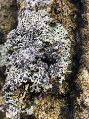 Physcia alnophila