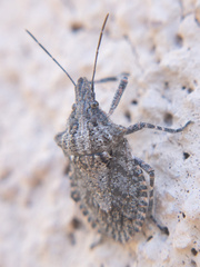 Brochymena