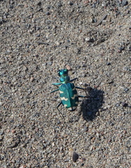 Cicindela coerulea nitida