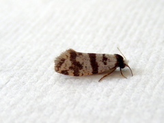 Lepidoscia stenomochla