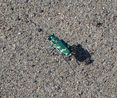 Cicindela coerulea nitida