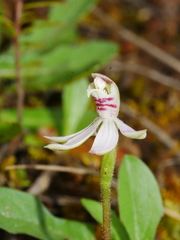 Caladenia variegata